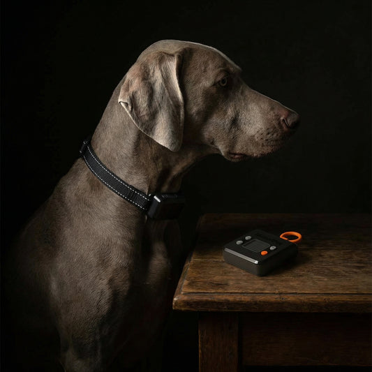 B1 Wireless Indoor Dog Barrier